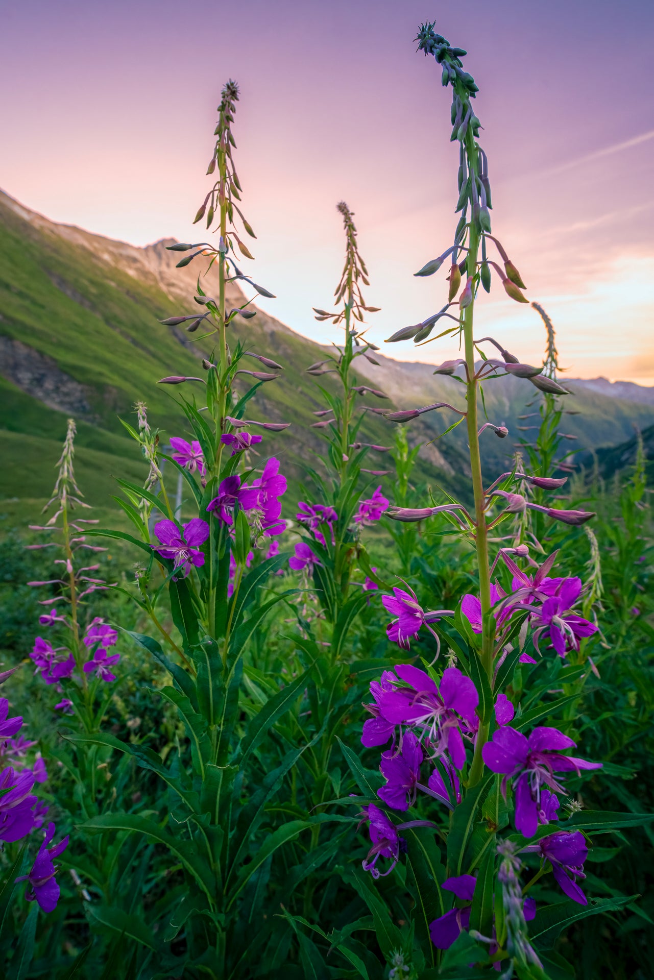 Alpská louka